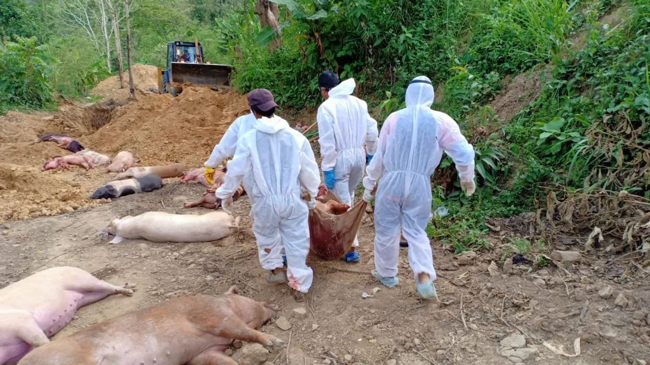  Amids Covid pandemic, over 10,600 pigs die of African Swine Fever in Mizoram. 