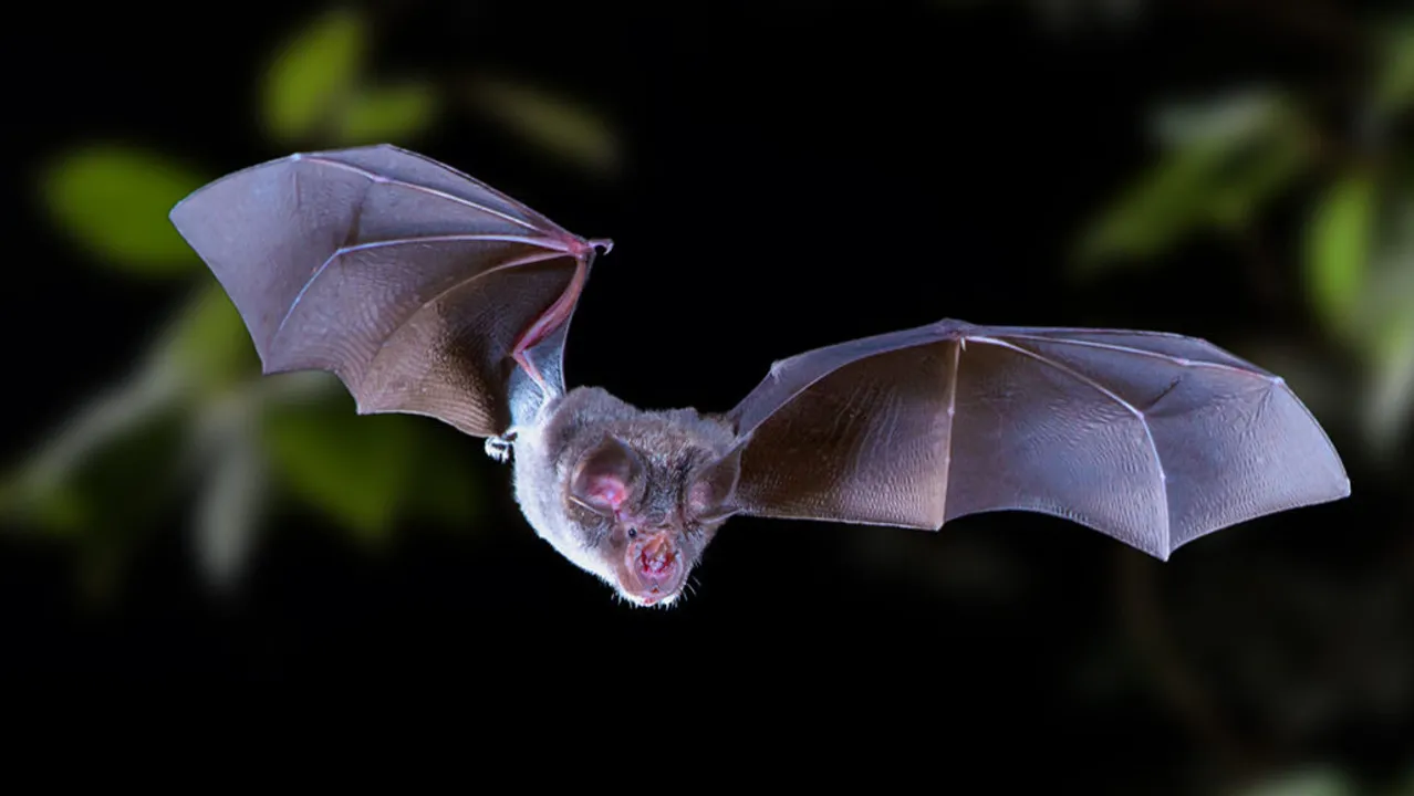  Virus that causes Covid-19 in humans found in British bats; read details