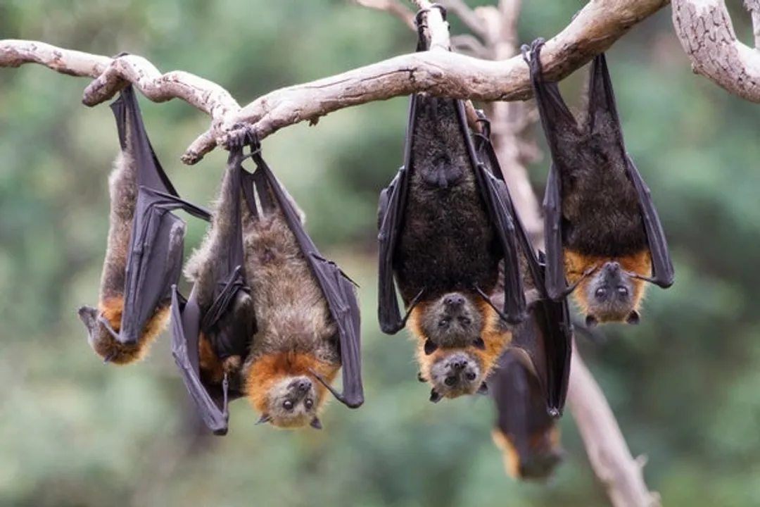  China hosted global project to look at coronavirus in bat populations; new details emerge
