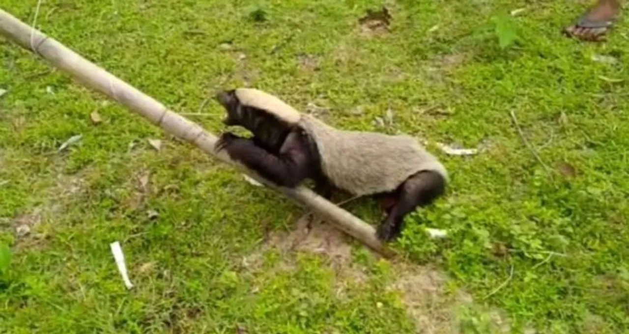  Rare honey badger spotted in Odisha's Jagatsinghpur