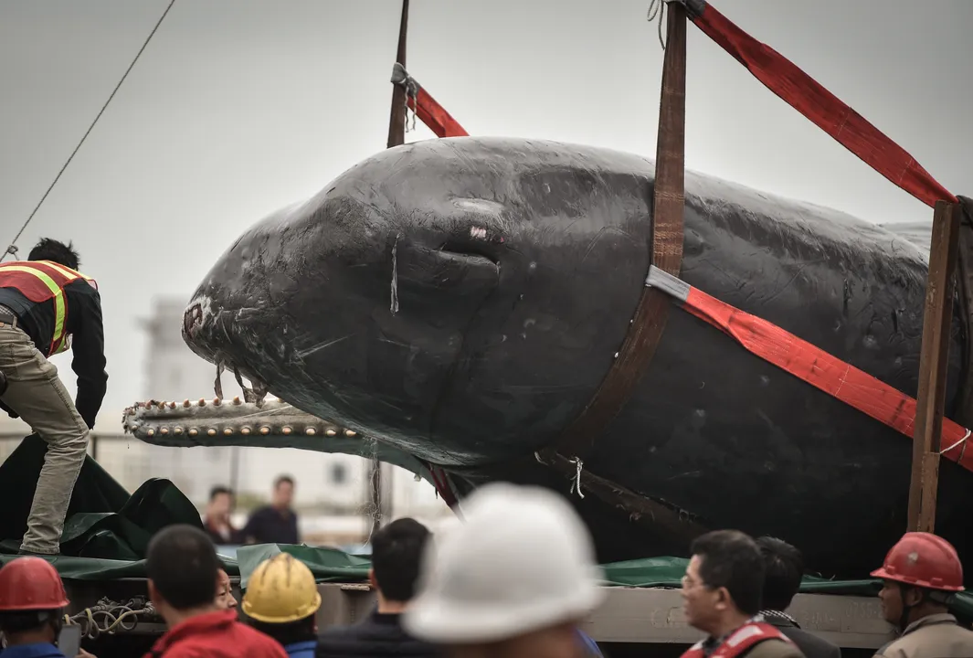  Watch: Rescue work of stranded whales in China's Zhejiang province concludes