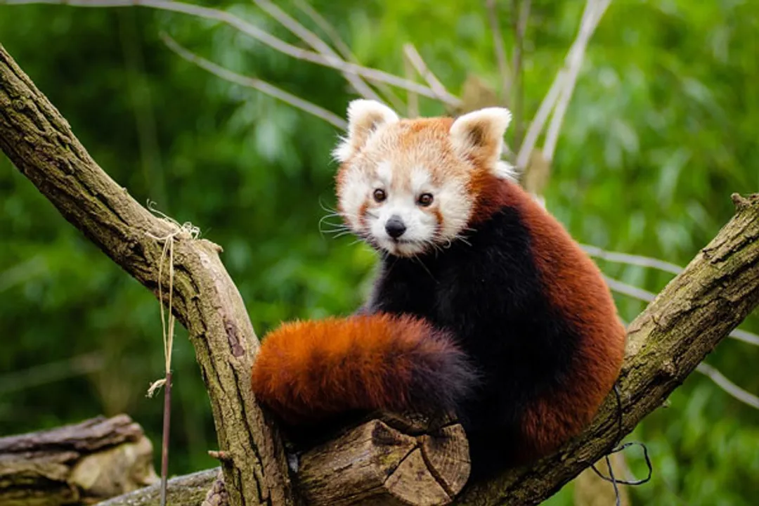  US zoo starts vaccinating animals against Covid-19