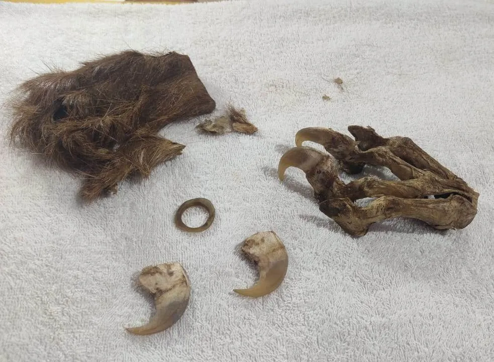  Articles of endangered species seized in Odisha; 1 held