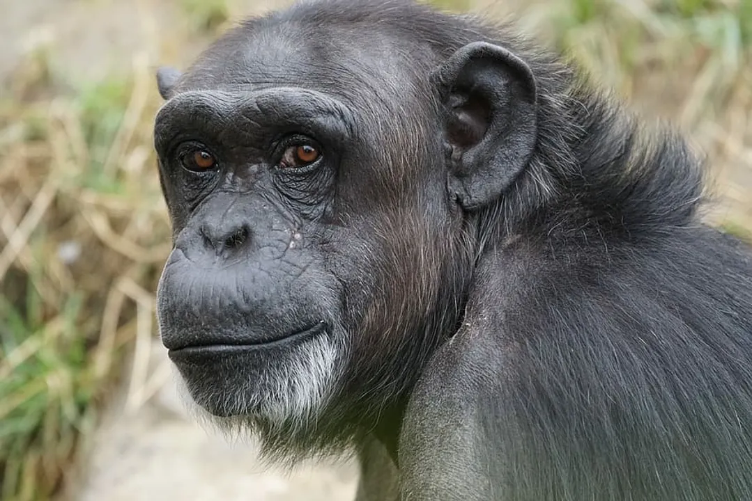  Woman banned from zoo after claiming to have affair with chimpanzee