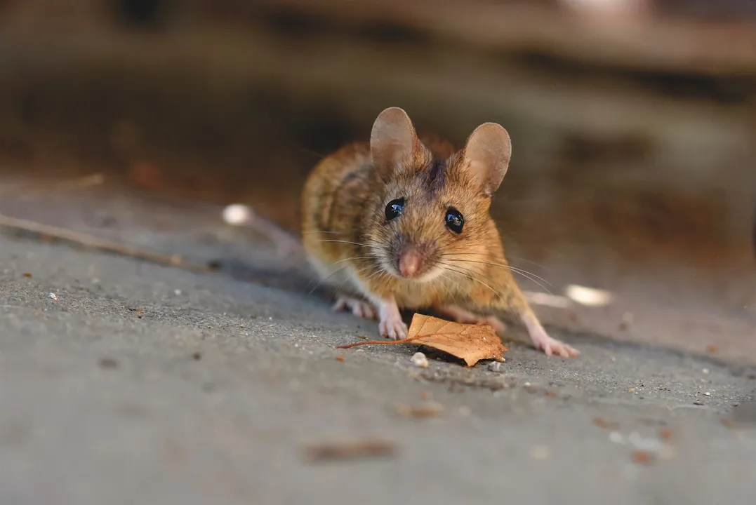  Sale and use of glue traps for rodents banned