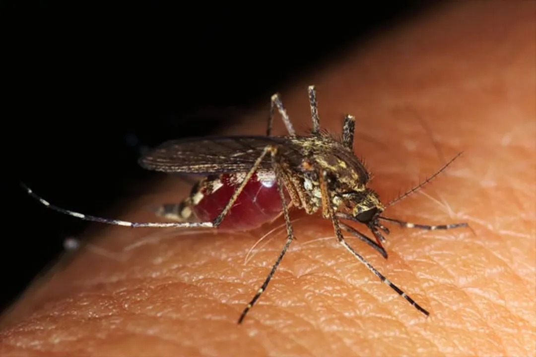  World Malaria Day 2022 Theme, History, Significance