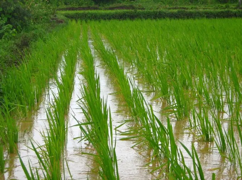  It always rains when Rajasthan farmers sing song; Cambridge University to pursue research