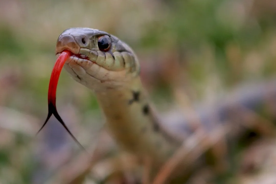  Class 1 girl dies of snakebite in govt residential school in Odisha