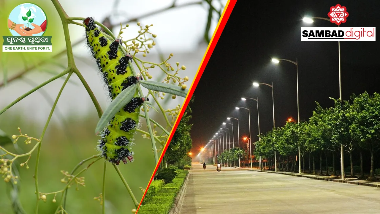  LED street lights potential contributing factor in decline in insect populations