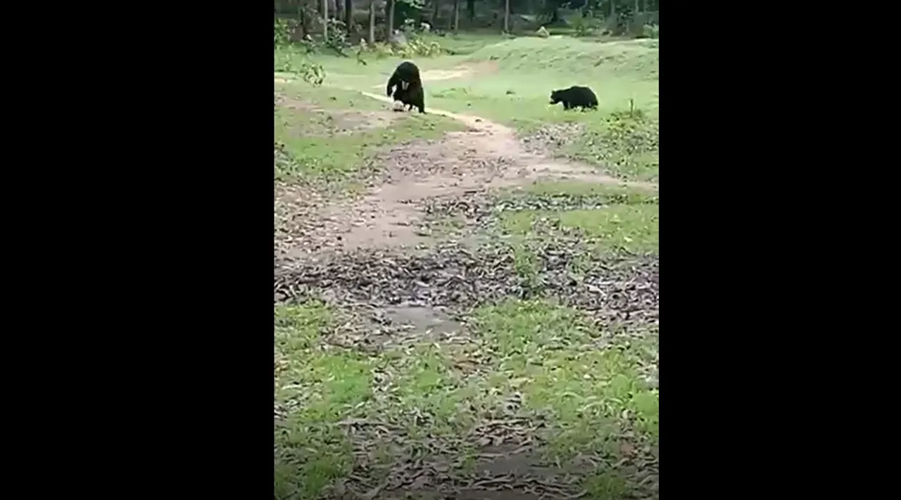  [Video viral] Odisha villagers witness rare sight of bears playing football