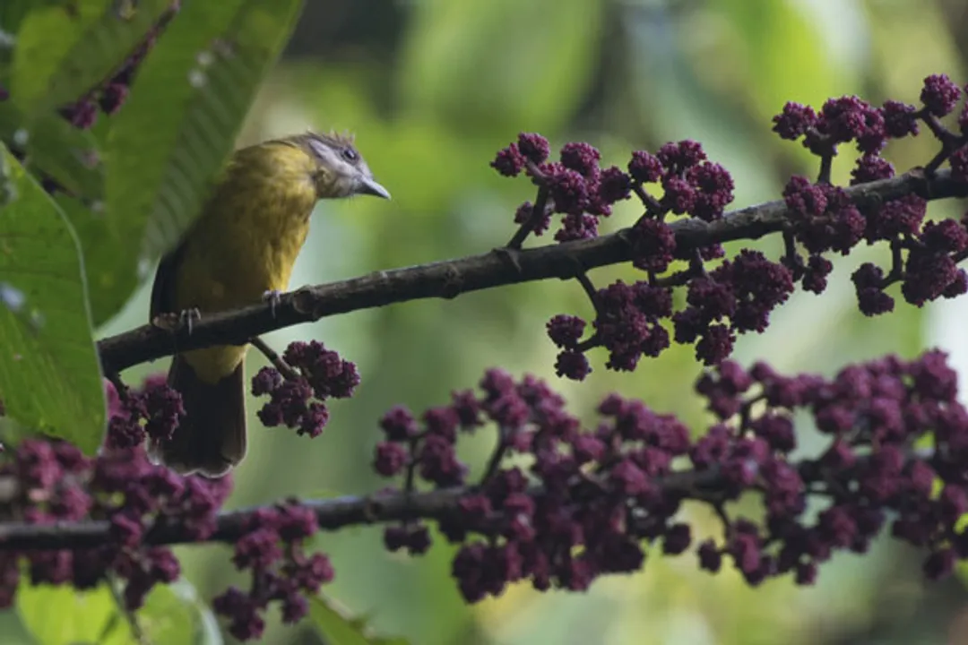  Australia turns 'transmission hotspot' for lethal avian malaria