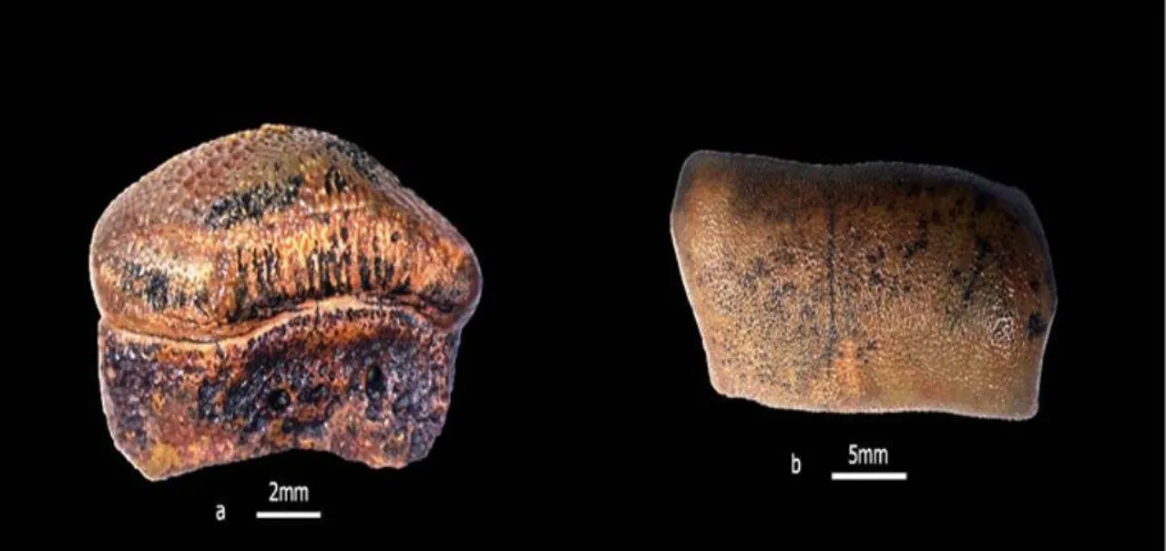  Teeth of new species of Hybodont Shark from Jurassic era discovered in Jaisalmer