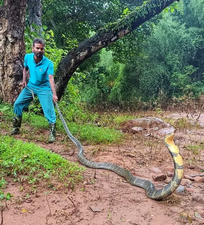  12-ft-long King Cobra rescued in Odisha village