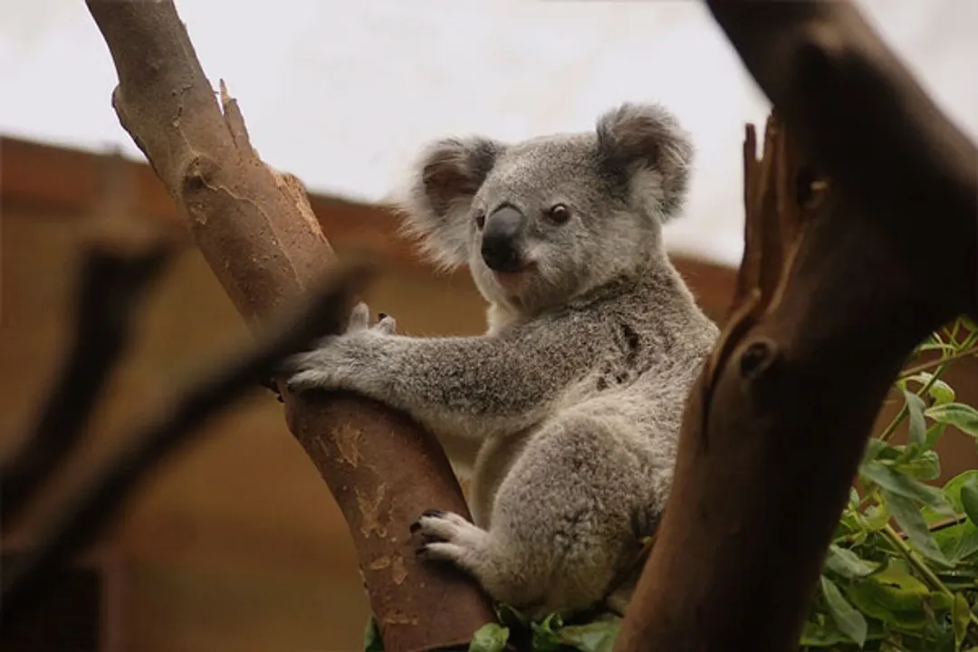  Australian wildlife including Koalas listed among endangered species: Study