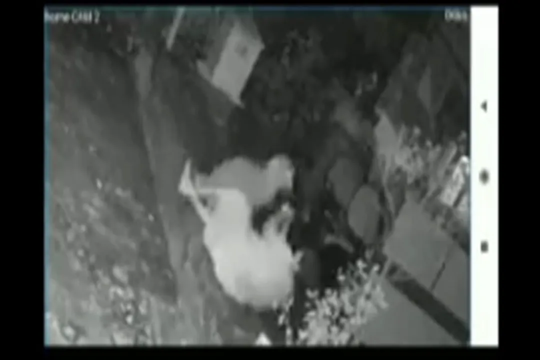  [Watch] Mumbai woman survives leopard attack with help of walking stick
