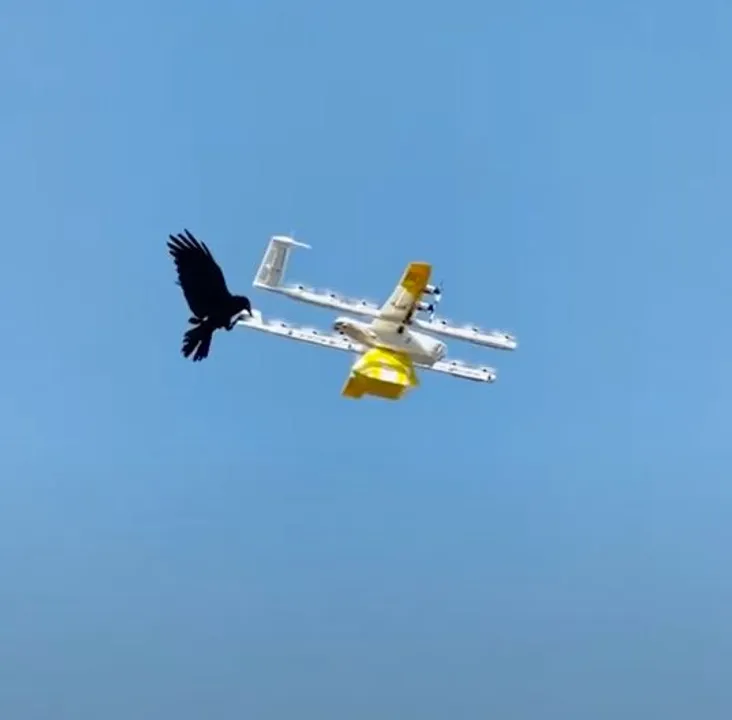  Raven attacks drone delivering coffee mid-air; Watch Viral Video here