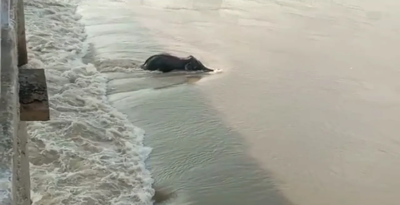  Carcass of elephant stuck in Mundali barrage found near Jobra?