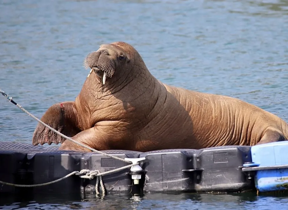  Watch: Globetrotting walrus ‘Wally’ swims more than 4,000 km, spotted in Iceland