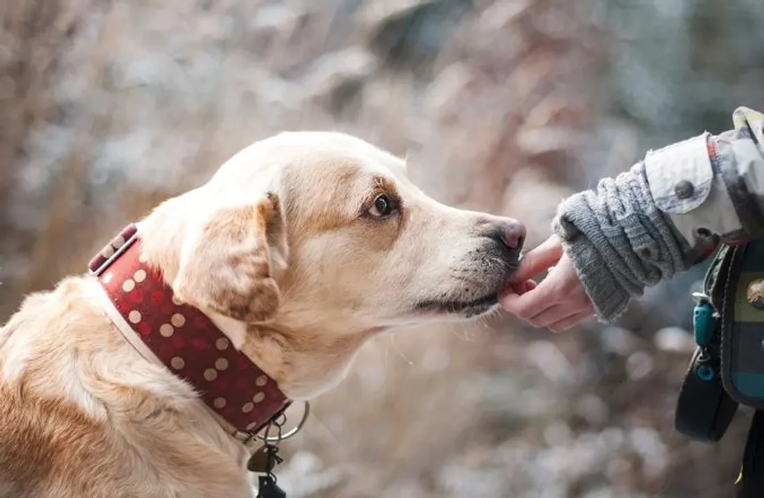  World Rabies Day 2021: Best quotes, theme, wishes, messages, slogans, greetings