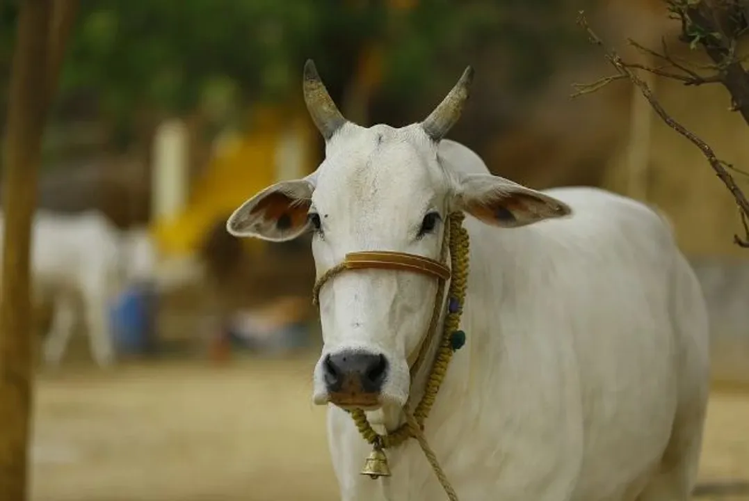  Govatsa Dwadashi 2021 Date, Tithi, Ritual and all you need to know