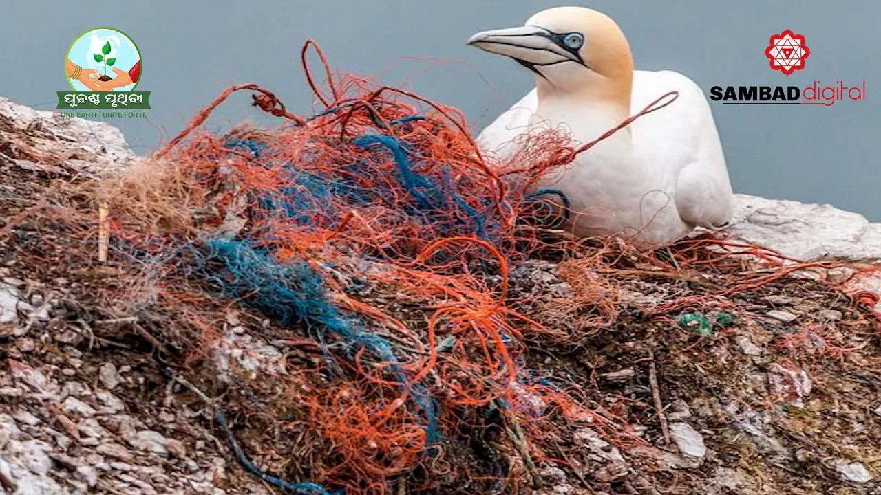  How plastics pose threat to marine biodiversity