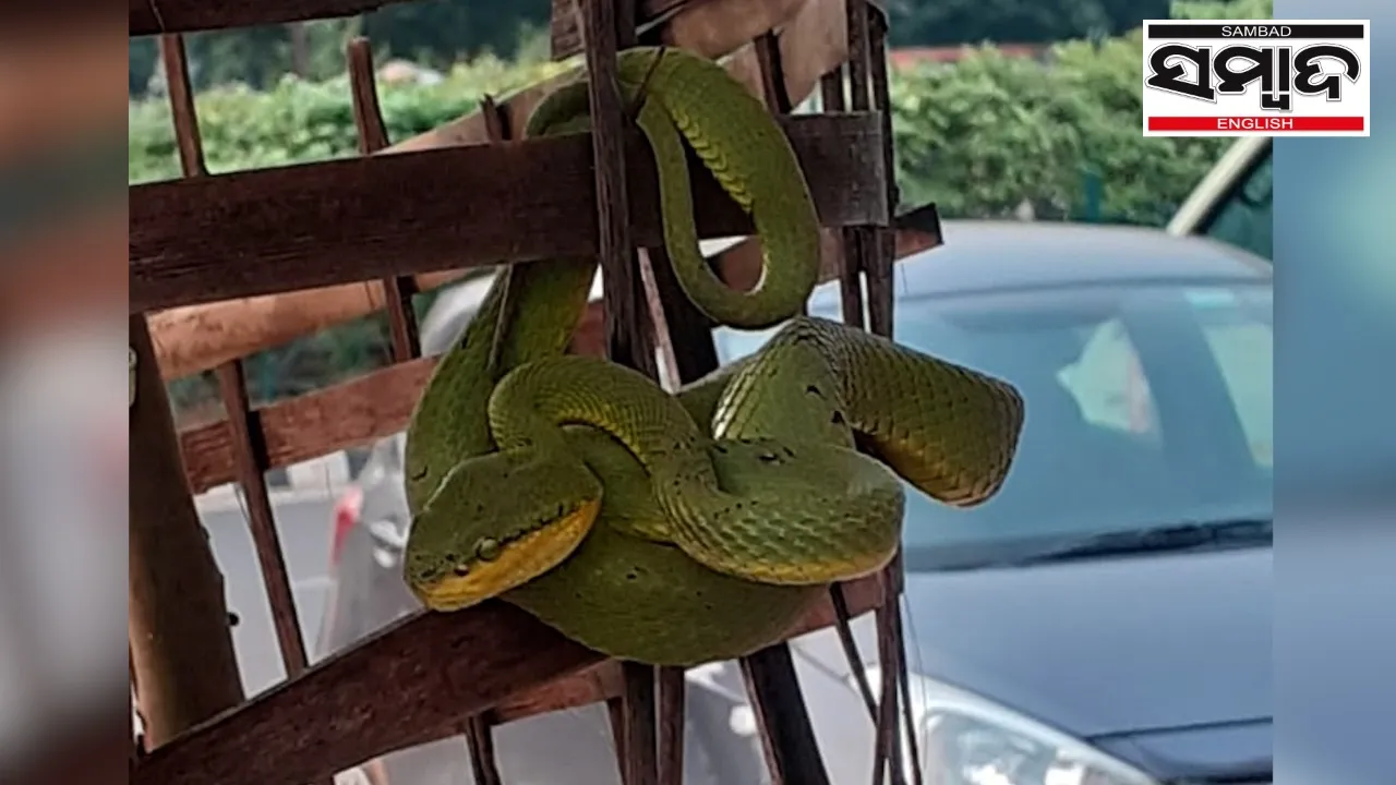  Bhubaneswar: Deadly Bamboo Pit Viper rescued in crowded Bapujinagar