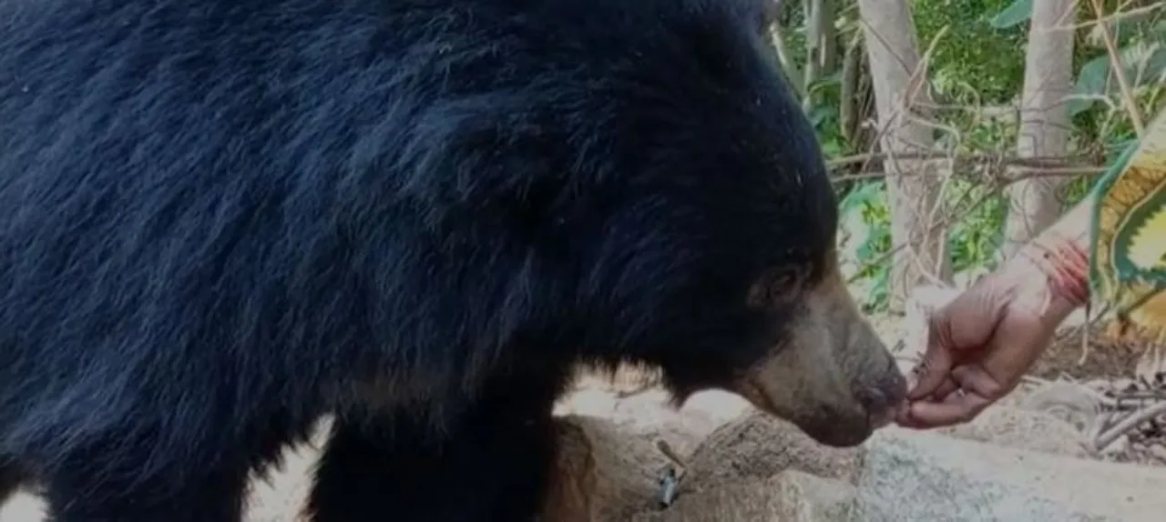  Bears visiting Odisha temple to savour bhog [watch]