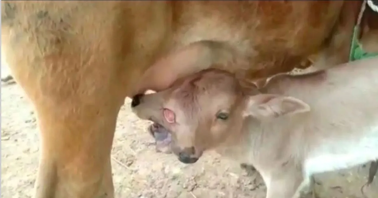  Calf with two heads, three eyes worshipped as avatar of Maa Durga in Odisha