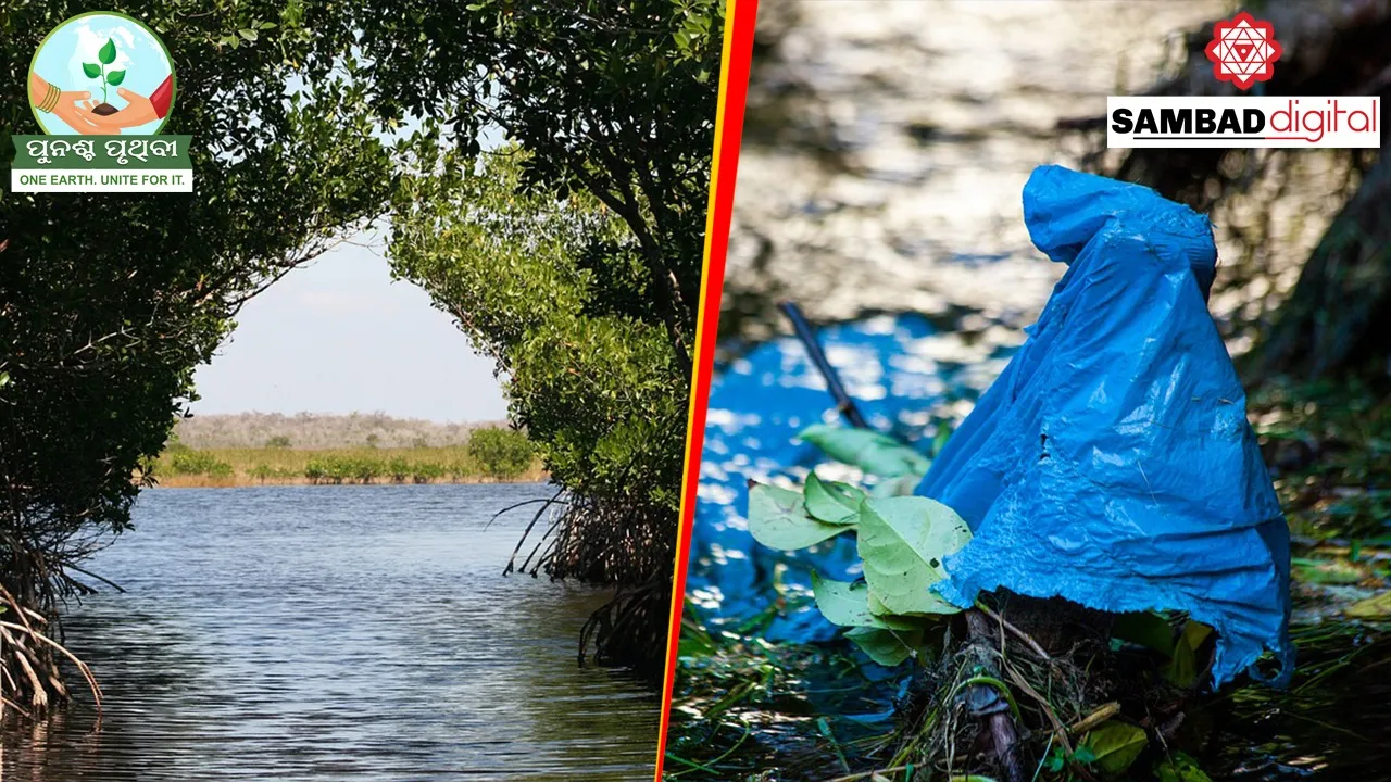  Preservation of blue forest key to global sustainability