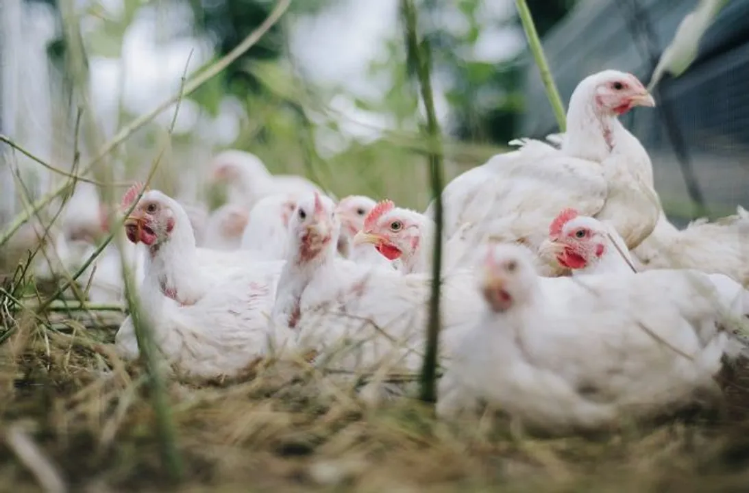  [Video] Loud DJ music during marriage procession kills 63 chickens in Odisha's Balasore
