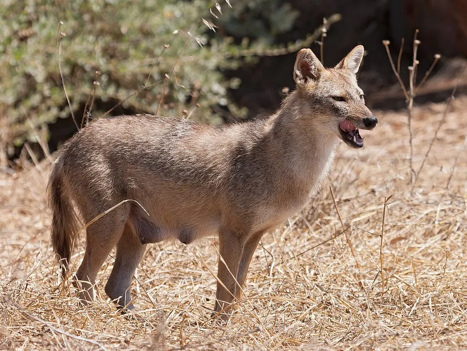  Jackal attack in Bihar's Kaithar district leaves 38 injured