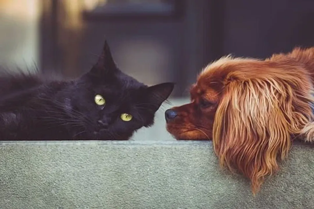  Variant of Covid-19 detected in cats, dogs with severe myocarditis