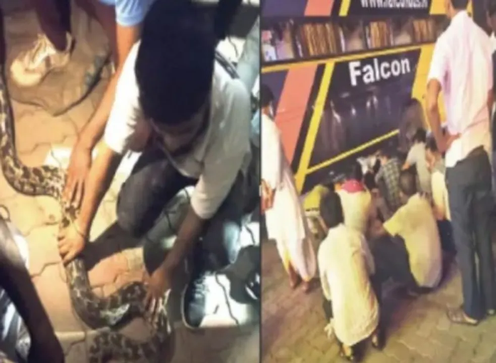  Python travels with passengers in bus in Rajasthan's Udaipur