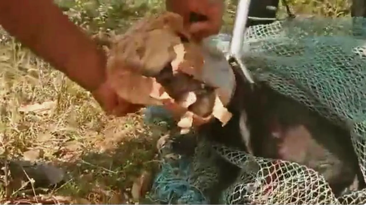  [Watch] Dog stuck inside plastic jar for 2 days in Bhubaneswar rescued by BMC