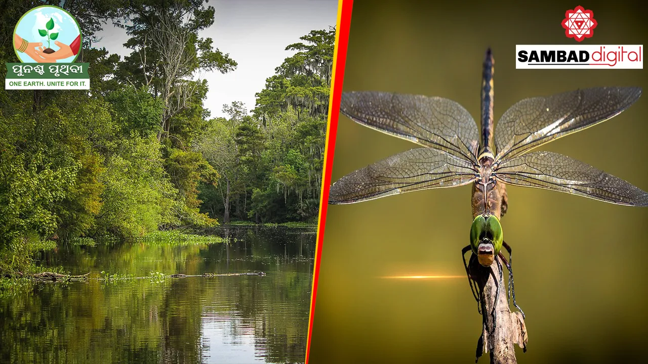  Dragonflies at risk globally due to destruction of wetlands