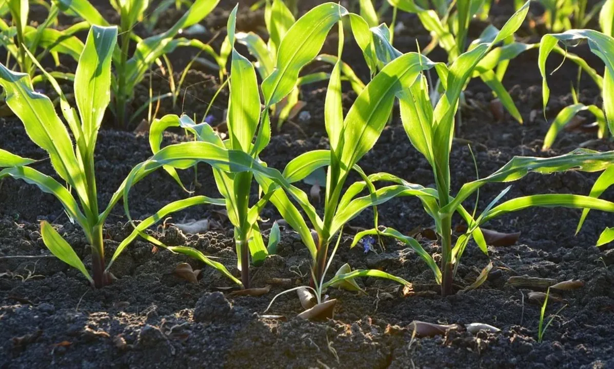  Happy World Soil Day 2021 Wishes, Messages to greet on the occasion
