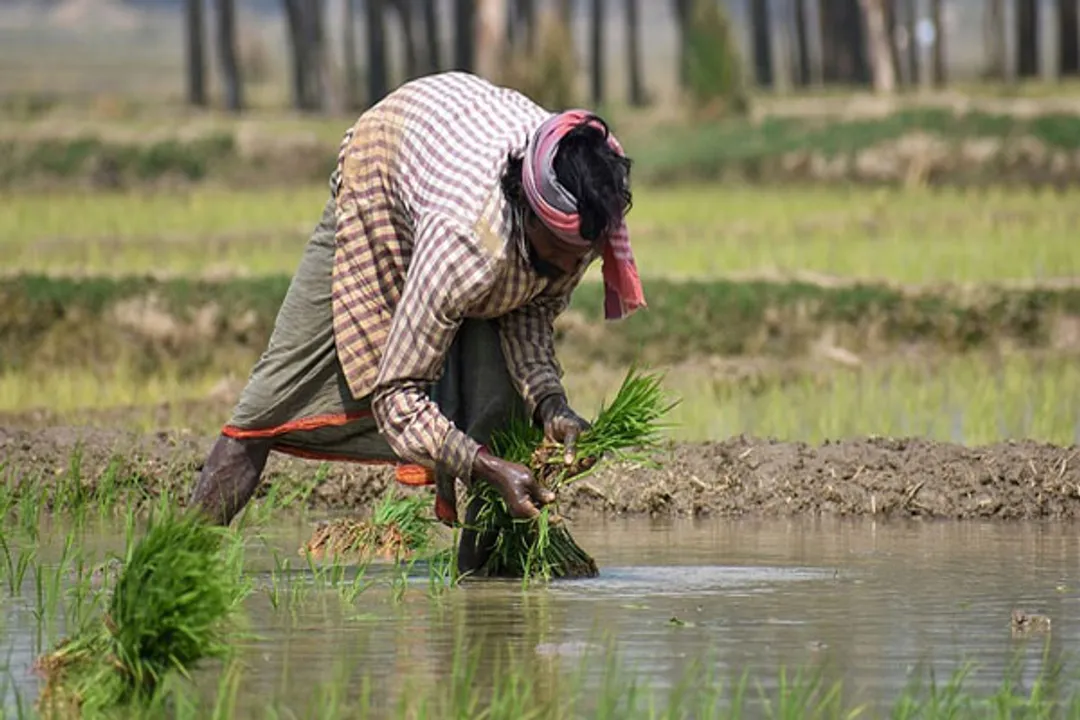  Kisan Diwas 2021: History, Significance and all you need to know