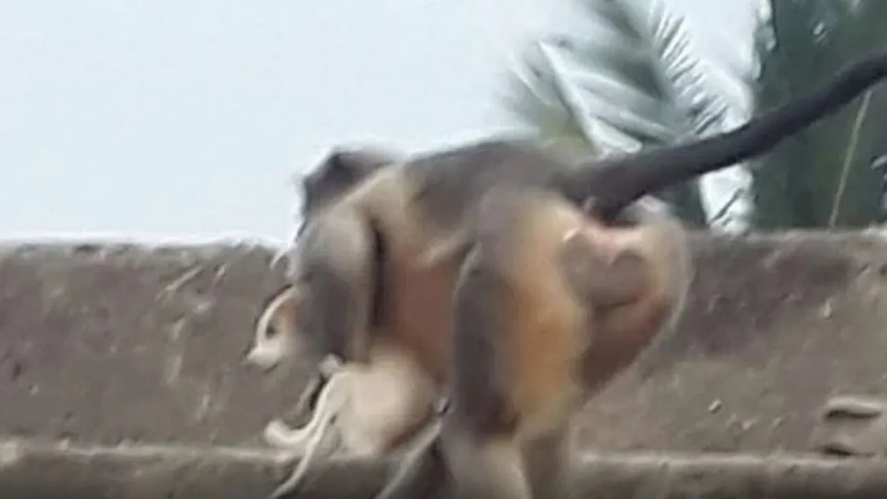  Monkeys kill 250 puppies in act of vengeance after dogs kill one of their infants
