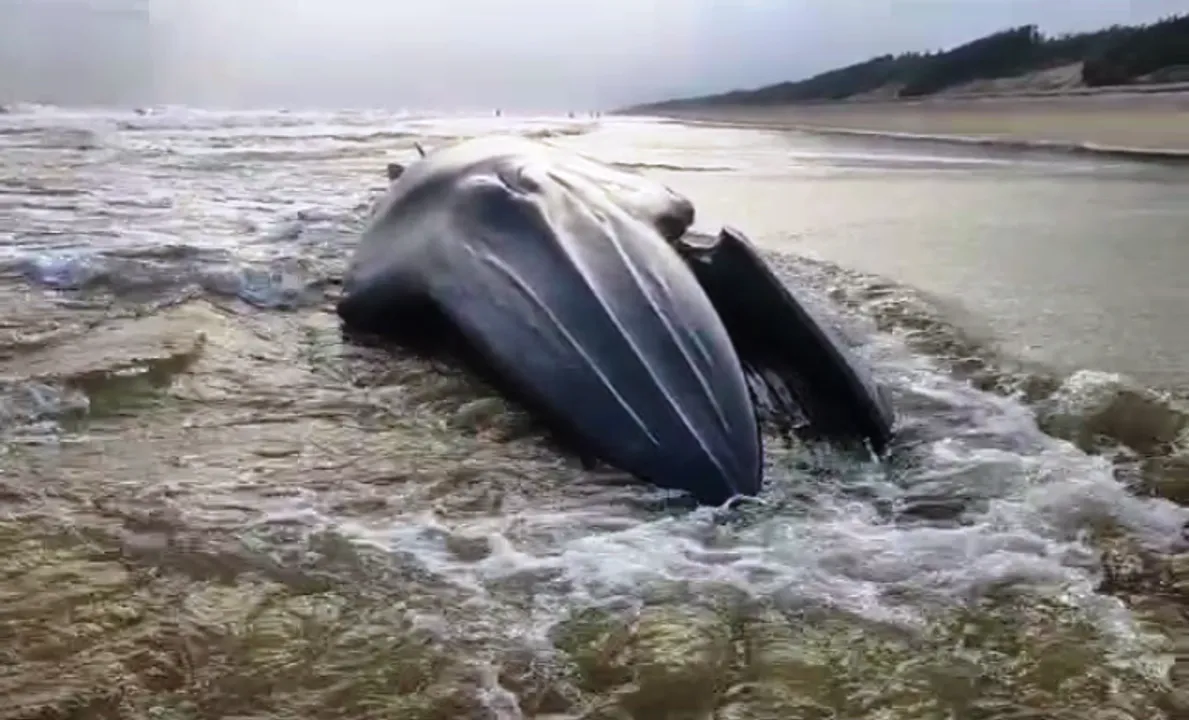 [Watch] Over 40-feet giant whale washes ashore Odisha coast