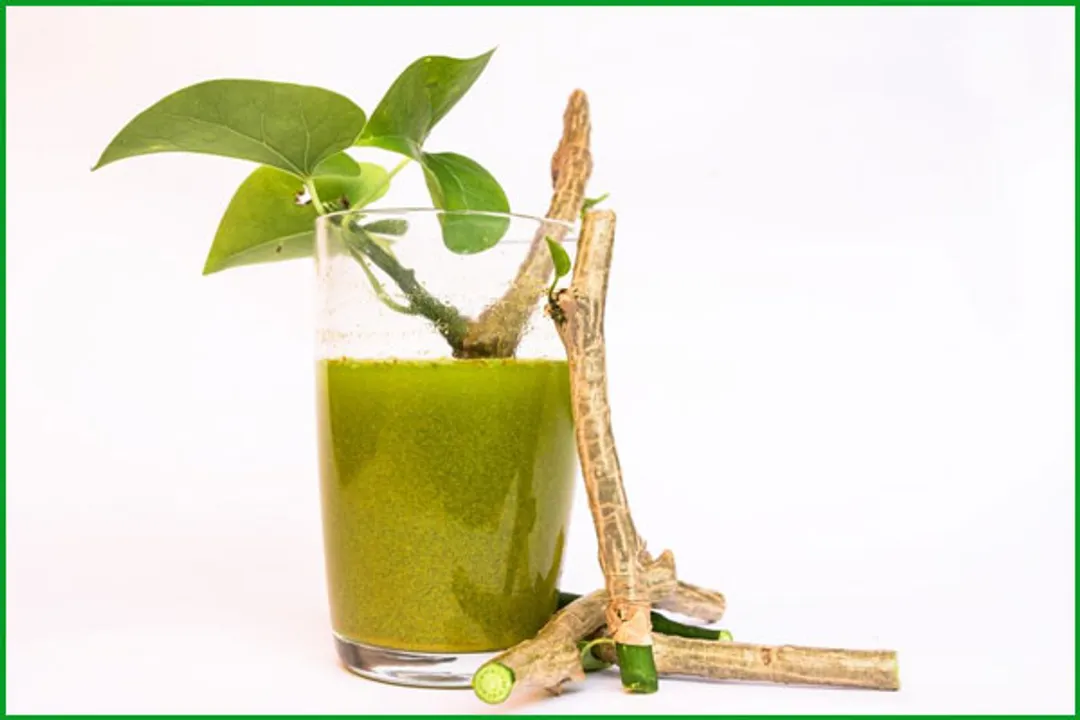  Study suggests consuming too much 'giloy' could do more harm than good  