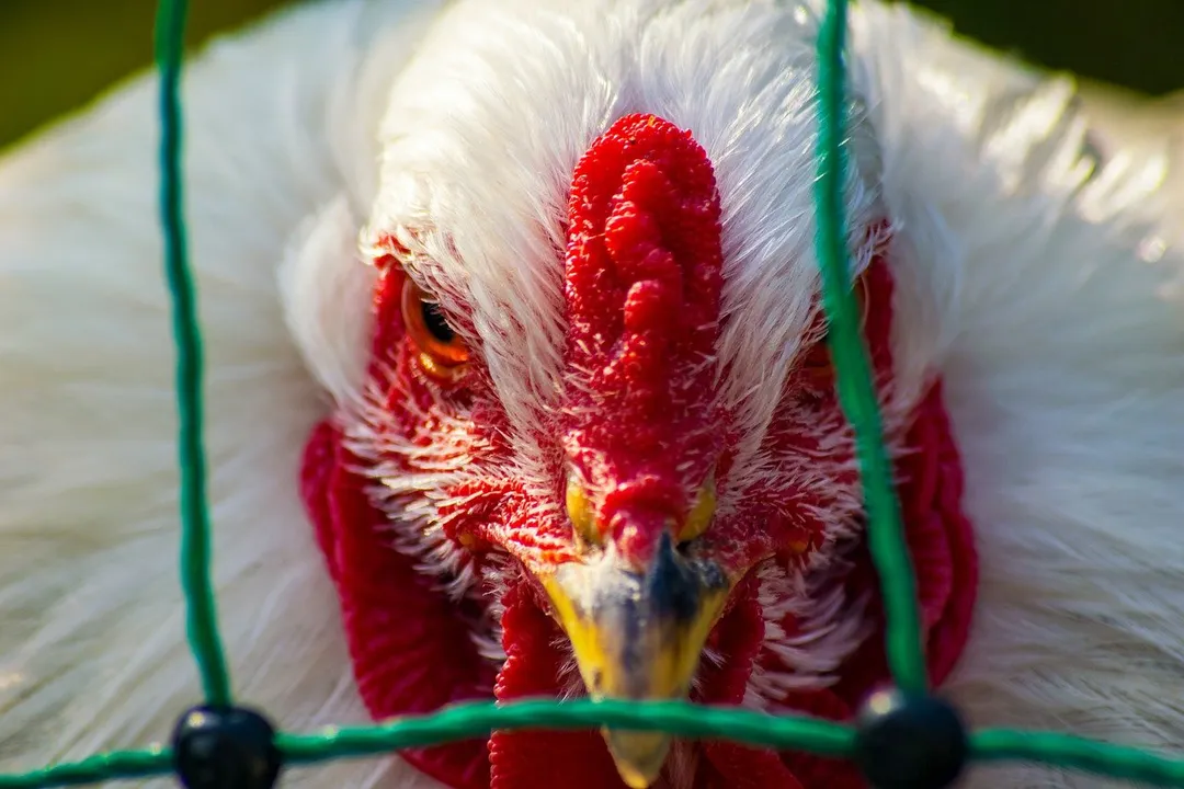  Two new human cases of bird flu reported in China