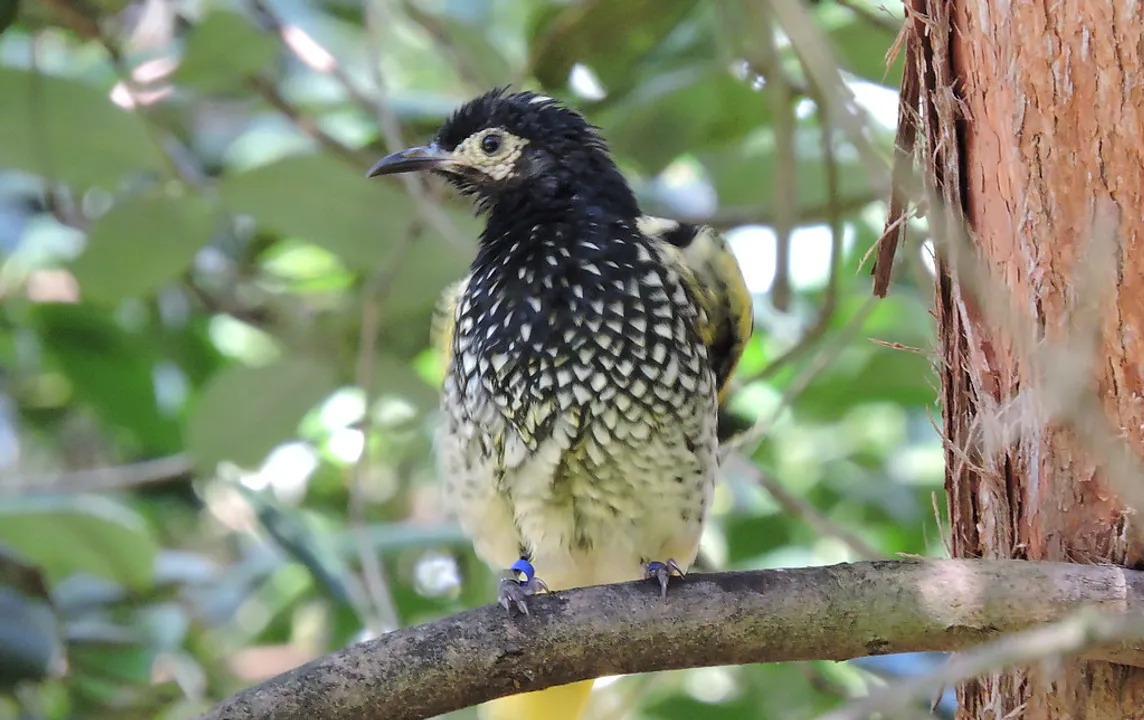  This iconic Australian bird is on the brink of extinction: Report