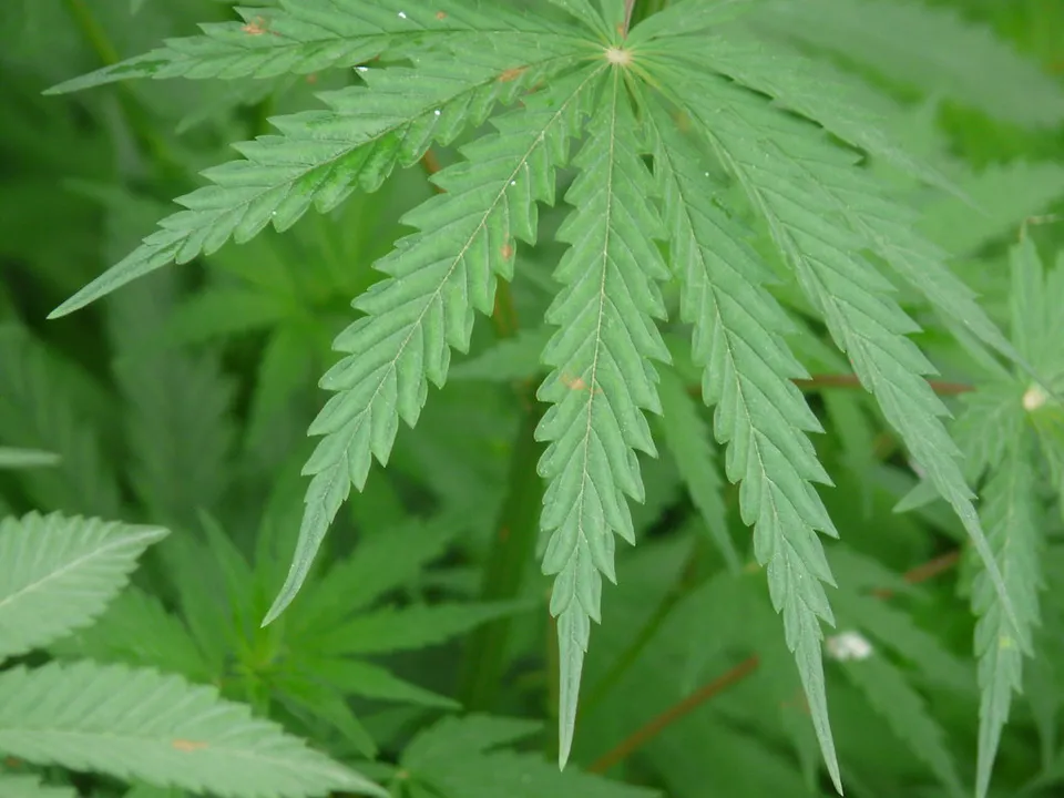  Marijuana can stop Covid-19 virus from entering human cells: Study