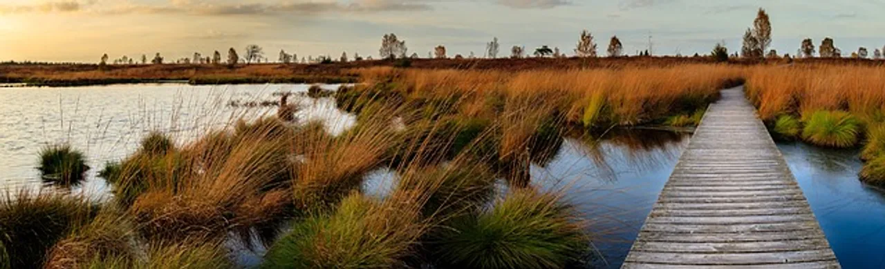  World Wetlands Day on Feb 2; What are wetlands? Why are they important?