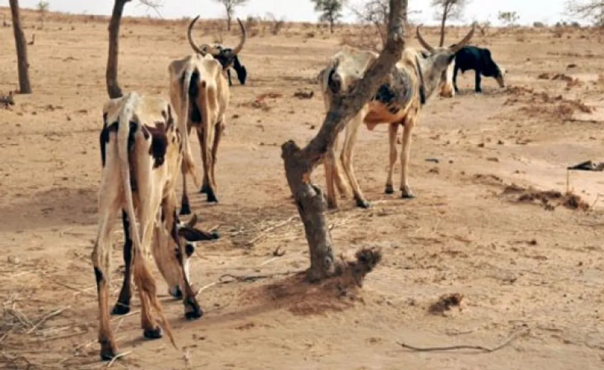  More than 62,000 animals killed by prolonged drought in Tanzania
