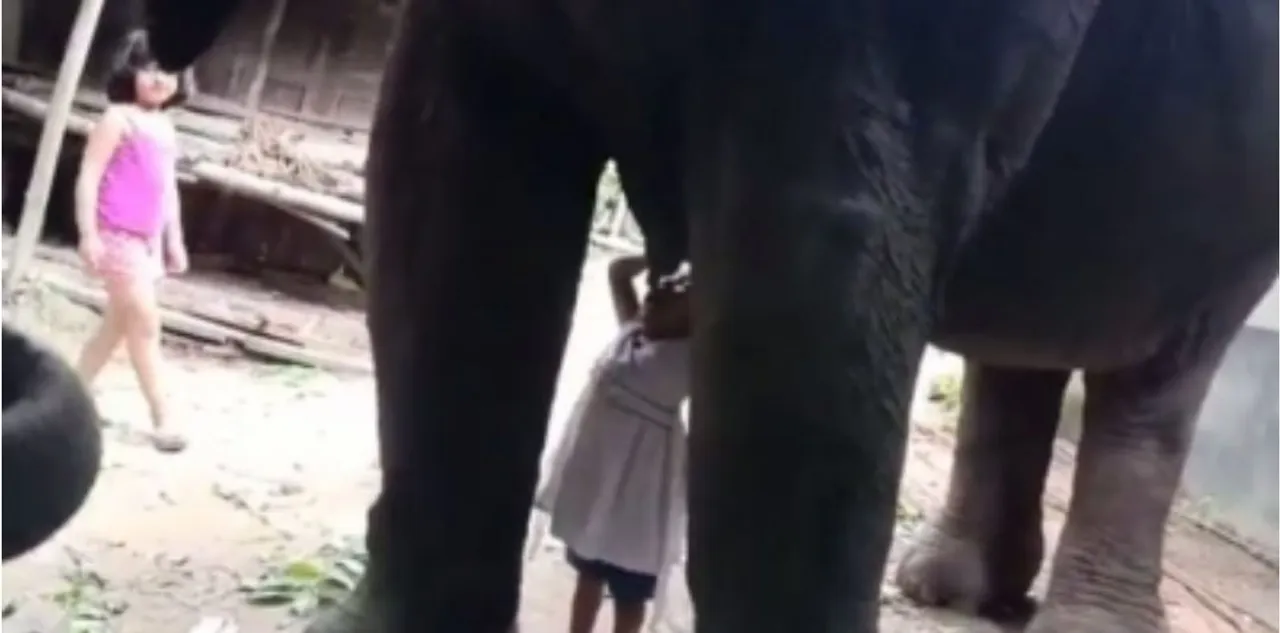 3-year-old girl drinks milk from elephant in Assam; video goes viral [watch]