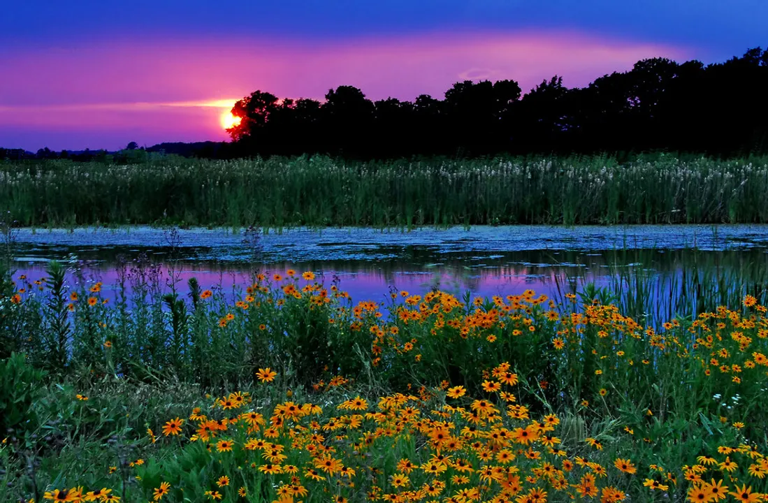  World Wetlands Day: History, significance and why it is celebrated every year