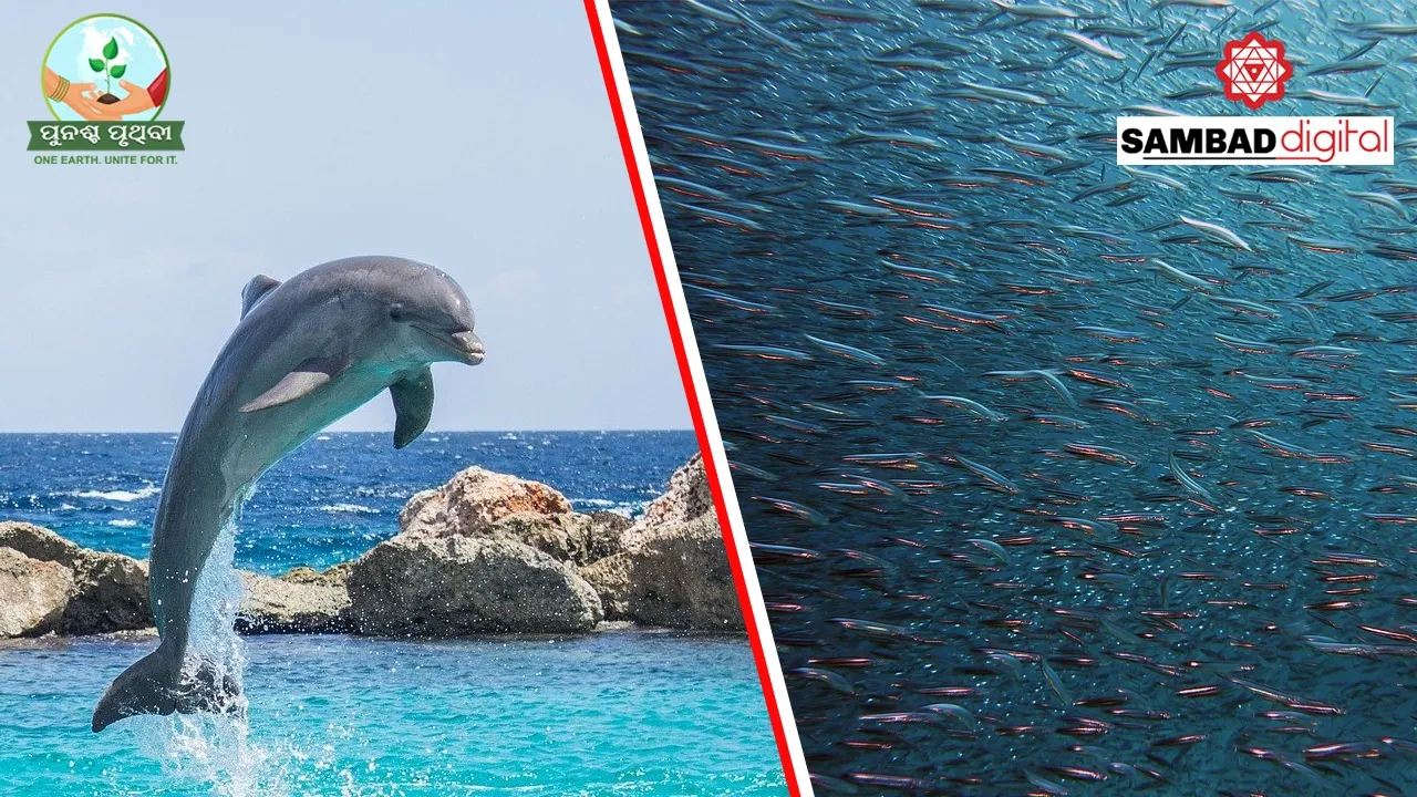  Over 45,000 marine species at risk around world