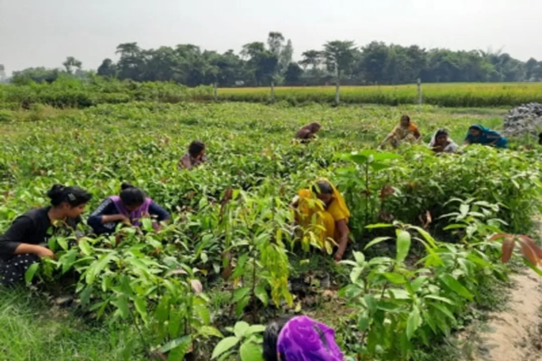  Time to focus on pulses, oilseeds production, says IPGA