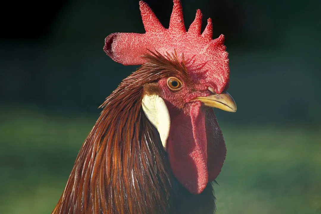  Rooster charged Rs 30 for travelling in Telangana govt bus